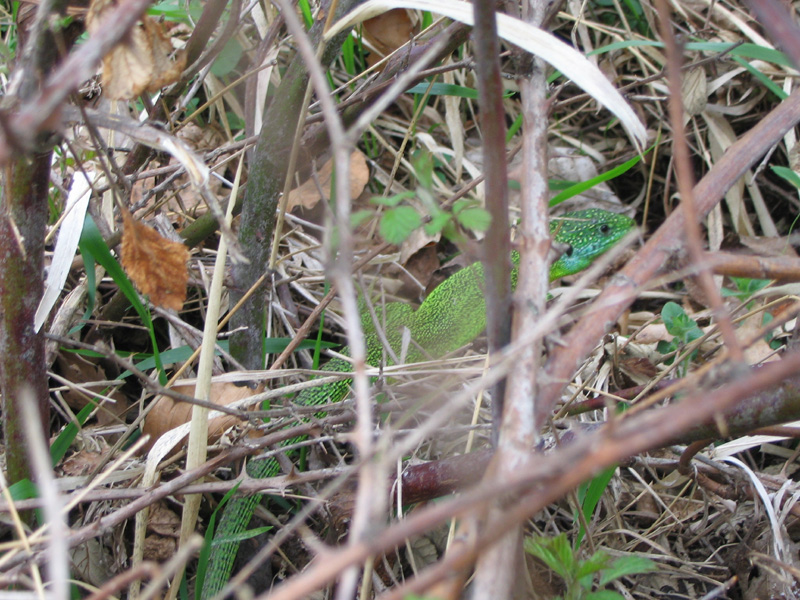 Lacerta bilineata, maschio o femmina??